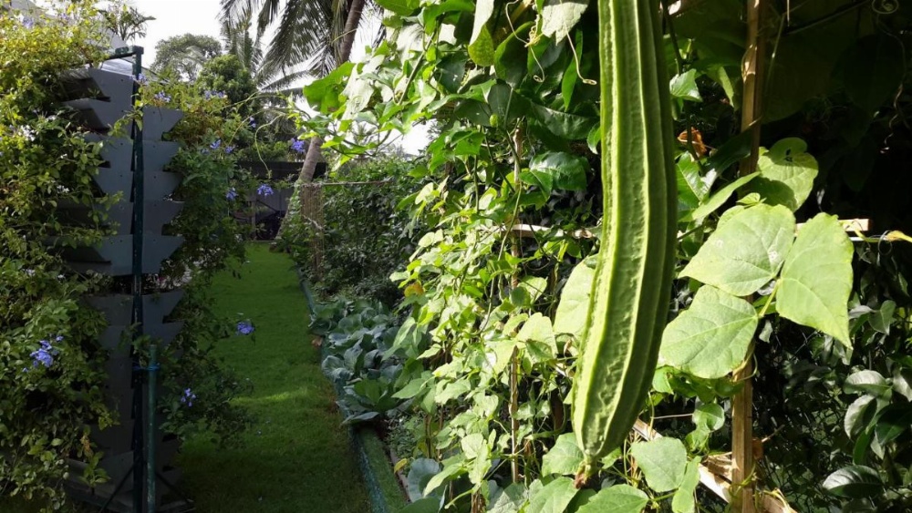 Organic Villa Image 29